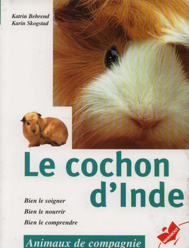 Cochon_d'Inde